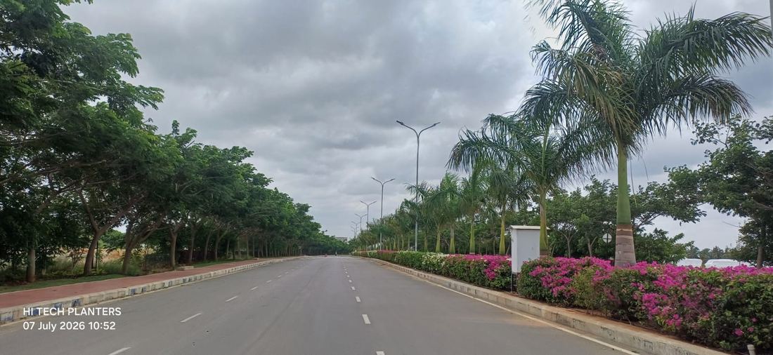 Palm-lined boulevard with flowering median planting