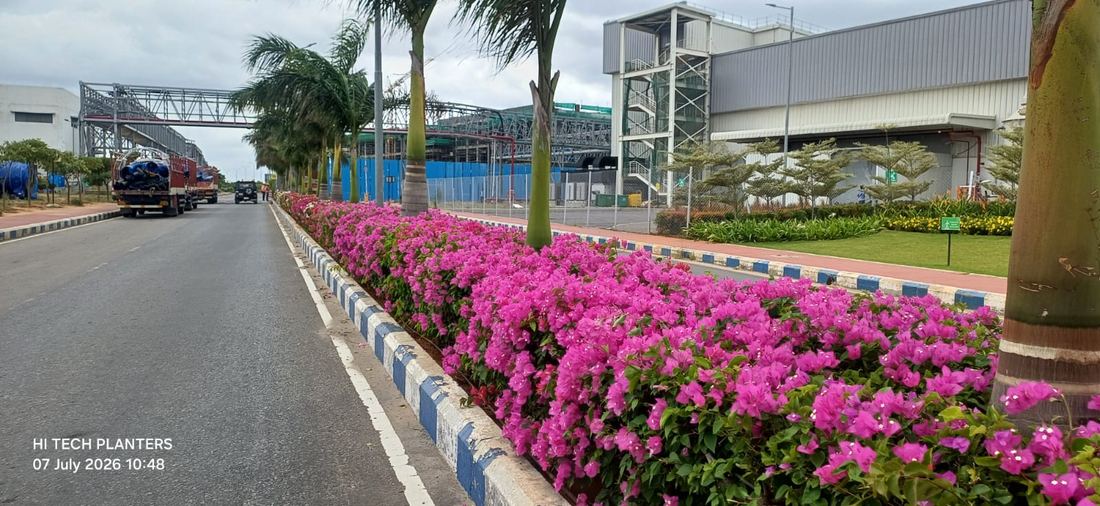 Bougainvillea median planting along an industrial campus road